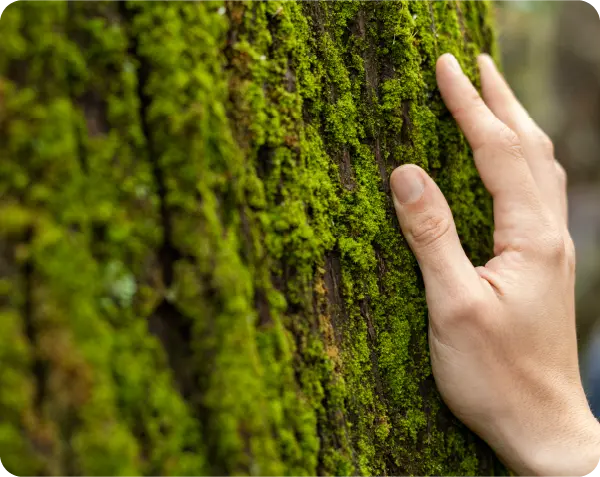 Person touching nature
